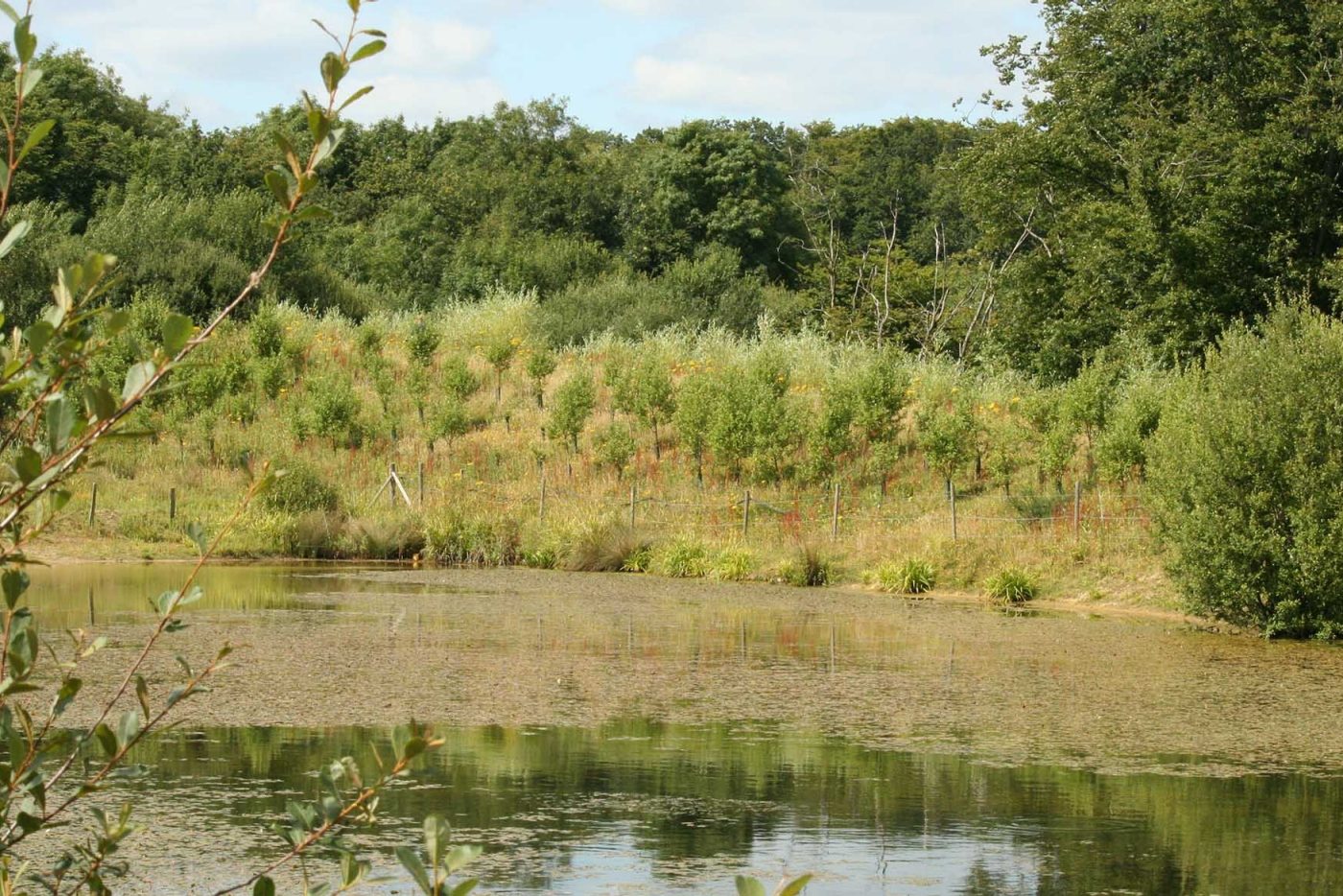 A sustainability image on biodiversity.